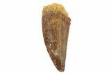 Serrated, Raptor Tooth - Real Dinosaur Tooth #186118-1